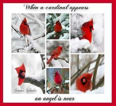 a red cardinal sitting on top of a tree next to snow covered branches with caption that reads, when a cardinal appears an angel is near