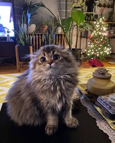 a fluffy cat sitting on top of a table next to a christmas tree in a living room