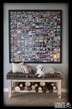 an image of a dog sitting on a bench in front of a wall with pictures