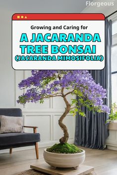 Jacaranda Tree Bonsai Blue Jacaranda, Jacaranda Mimosifolia, Garden Bonsai Tree, Trees In Pots, Bonsai Making, Bonsai Pruning, Jade Bonsai, Bonsai Forest