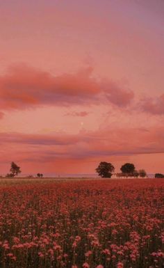 a field full of pink flowers under a cloudy sky