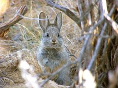 a rabbit is sitting in the middle of some brush and looking up at the camera