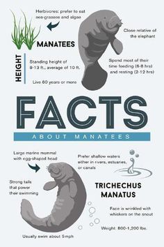 the different types of fish and marine animals are shown in this diagram, which shows how they