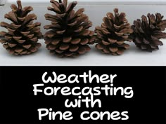 three pine cones sitting next to each other with the words weather forecasting with pine cones