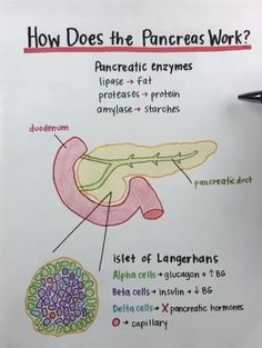 the diagram shows how pancrees work