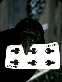 a black bird is holding up a playing card