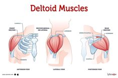 the different muscles are shown in this diagram