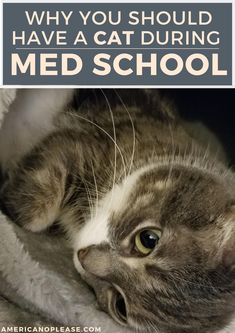 a cat laying on top of a bed with the caption why you should have a cat during med school