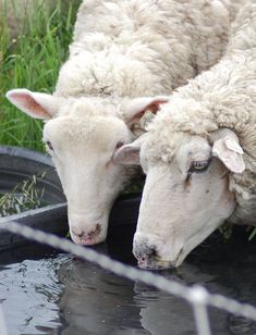 two sheep drinking water from a trough in the grass