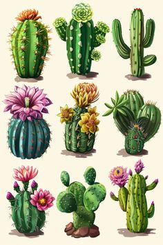 a bunch of different kinds of cactus plants