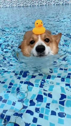 a dog with a rubber ducky on its head swimming in a pool