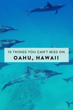 dolphins swimming in the ocean with text overlay that reads 10 things you can't miss on oahu, hawaii