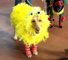 two dogs dressed up in costumes for a dog show, one is yellow and the other is black