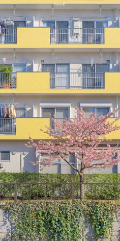 a tree in front of an apartment building with clothes hanging on the balconies