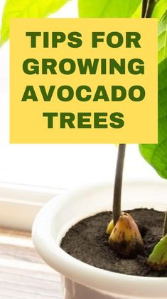 a potted plant with the words tips for growing avocado trees in it