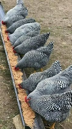 there are many chickens that are eating out of the trough