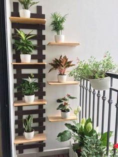 several potted plants are arranged on wooden shelves in front of a white wall and black railing