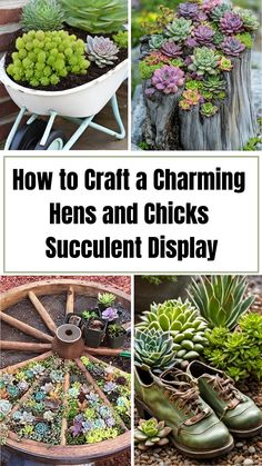 Creative succulent arrangements using hens and chicks plants in unique containers like a wheelbarrow, tree stump, wagon wheel, and boots. Unique Planter Ideas, Hens And Chicks Succulent, Diy Succulent Planter, Hardy Succulents, Driftwood Planters, Hen And Chicks, Succulent Ideas, Succulent Display, Vintage Containers