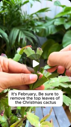 two hands are holding a small plant with leaves on it and the caption reads, it's february, be sure to remove the top leaves of the christmas cactus