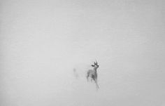 a deer standing in the fog on a snowy day