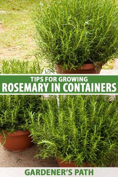 three potted plants with the title tips for growing rosemary in containers