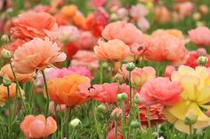 many different colored flowers in a field