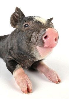 a small pig laying on top of a white floor