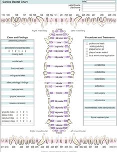 a diagram showing the different types of teeth