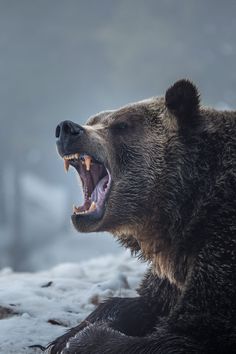 a brown bear with its mouth open and it's teeth wide open in the snow