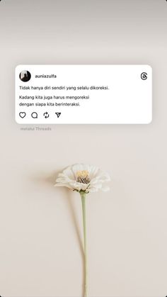 a white flower sitting on top of a table