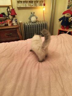 a cat playing on top of a bed