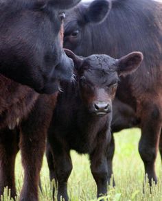 two baby cows standing next to each other in the grass with their mother looking on