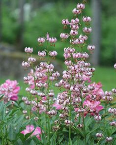 pink flowers are blooming in the garden with green grass and trees in the background