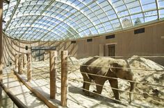 an elephant is walking around in the zoo