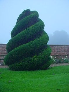 a very tall green tree sitting in the middle of a lush green field