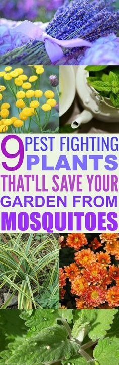 These 9 Pest Fighting Plants Are SO EFFECTIVE At Fighting Off Bugs Who Love Your Plants As Much As You Do! Plants That Repel Bugs, Easy Backyard Diy, Get Rid Of Flies, Mosquito Repelling Plants, Easy Backyard, Backyard Diy Projects, Garden Pests