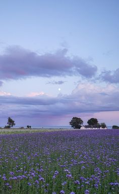 a field full of purple flowers under a cloudy blue sky with trees in the distance