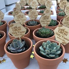 there are many potted plants on the table with wooden signs that say, grow and grow