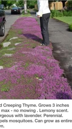 a woman standing on the side of a road with purple flowers growing all over it