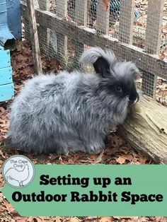 a small rabbit sitting on top of a pile of leaves next to a fence with the words setting up an outdoor rabbit space