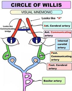 an image of a diagram of the parts of a woman's face with words below it