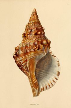 an antique print of a sea shell