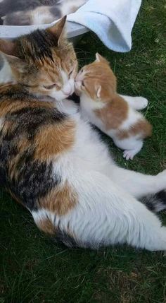 two cats laying on the ground next to each other and one is rubbing it's face