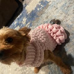 a small brown dog wearing a pink sweater