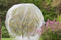 a tree covered in plastic sitting next to purple flowers