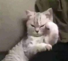 a white cat laying on top of a bed next to a person's arm