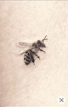 a black and white photo of a bee in the snow