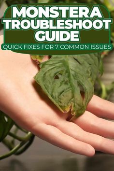 a close up of a person's hand holding a plant with the title monstera troubleshot guide quick fixes for 7 common issues