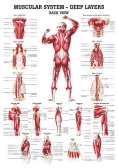 the muscular system and its major muscles are shown in this diagram, which is also labeled as