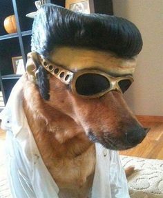 a dog wearing sunglasses and a costume